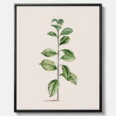 Kökstavla på canvas med Arabisk kaffeplanta Poster – Vintageaffisch med en botanisk illustration, köksposter, tavla till kök, poster till kök