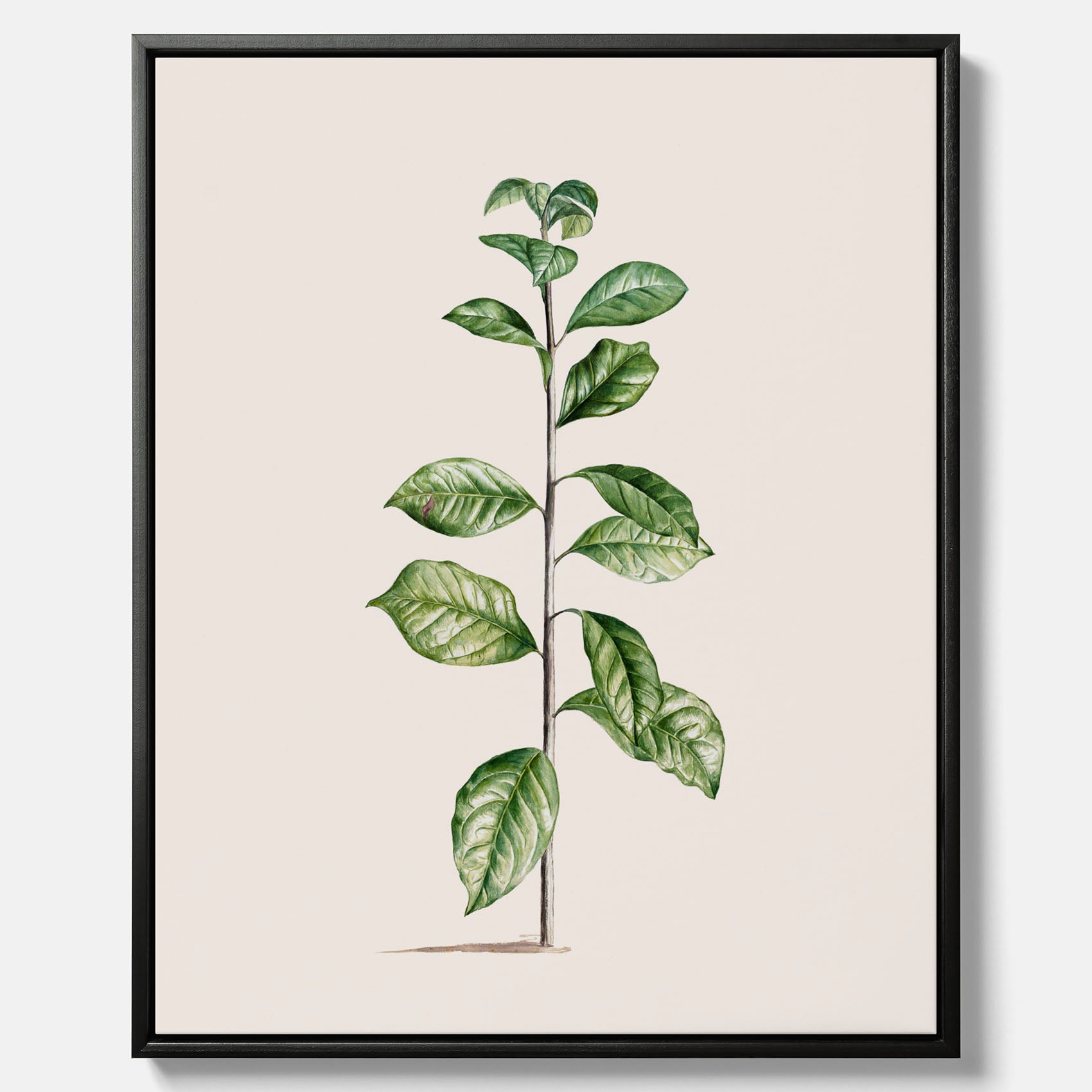 Kökstavla på canvas med Arabisk kaffeplanta Poster – Vintageaffisch med en botanisk illustration, köksposter, tavla till kök, poster till kök
