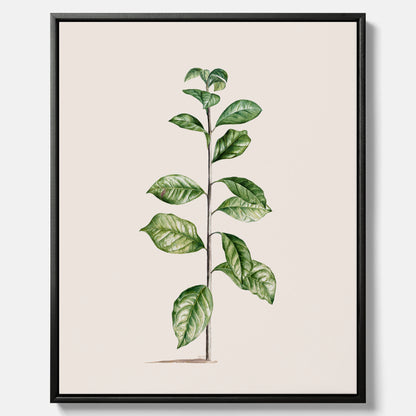 Kökstavla på canvas med Arabisk kaffeplanta Poster – Vintageaffisch med en botanisk illustration, köksposter, tavla till kök, poster till kök