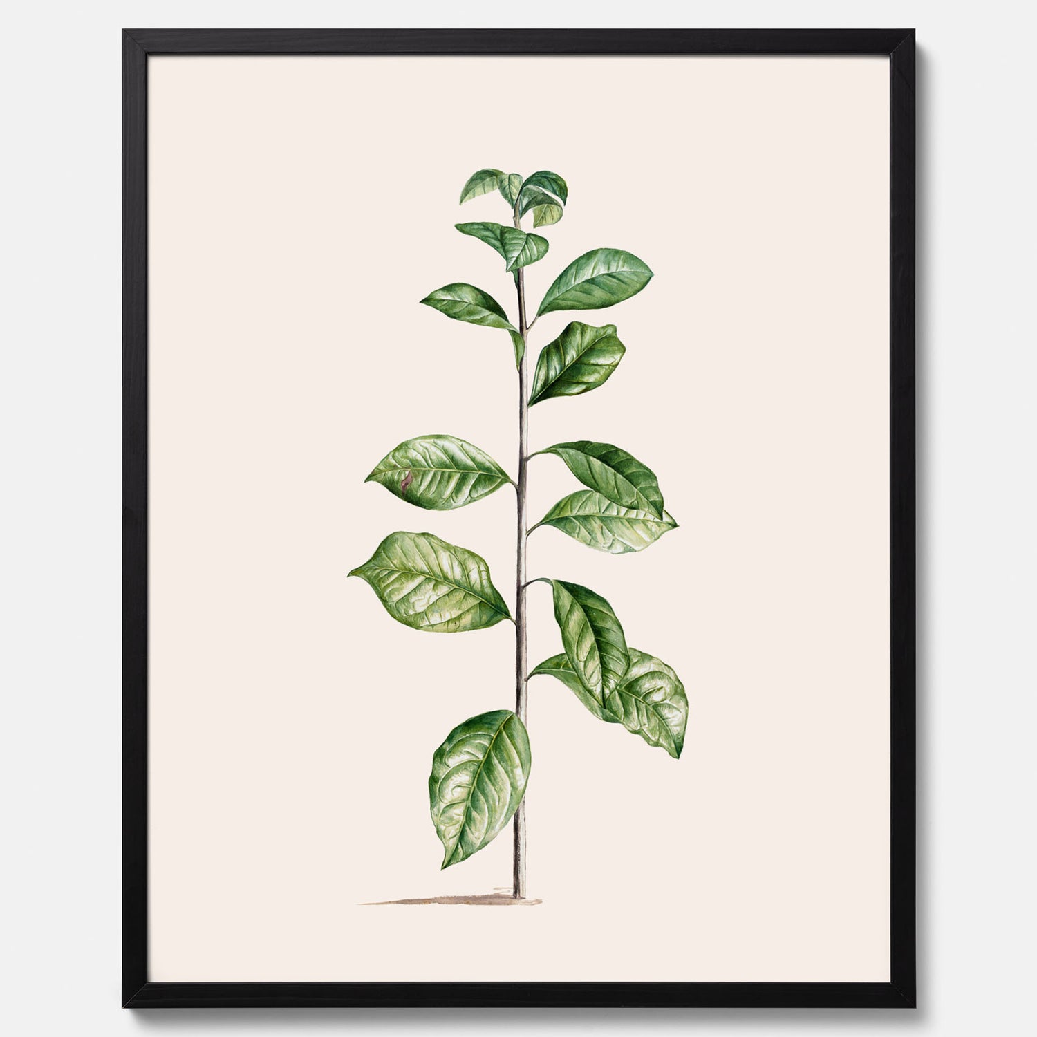 Kökstavla med Arabisk kaffeplanta Poster – Vintageaffisch med en botanisk illustration, köksposter, tavla till kök, poster till kök