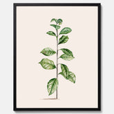Kökstavla med Arabisk kaffeplanta Poster – Vintageaffisch med en botanisk illustration, köksposter, tavla till kök, poster till kök
