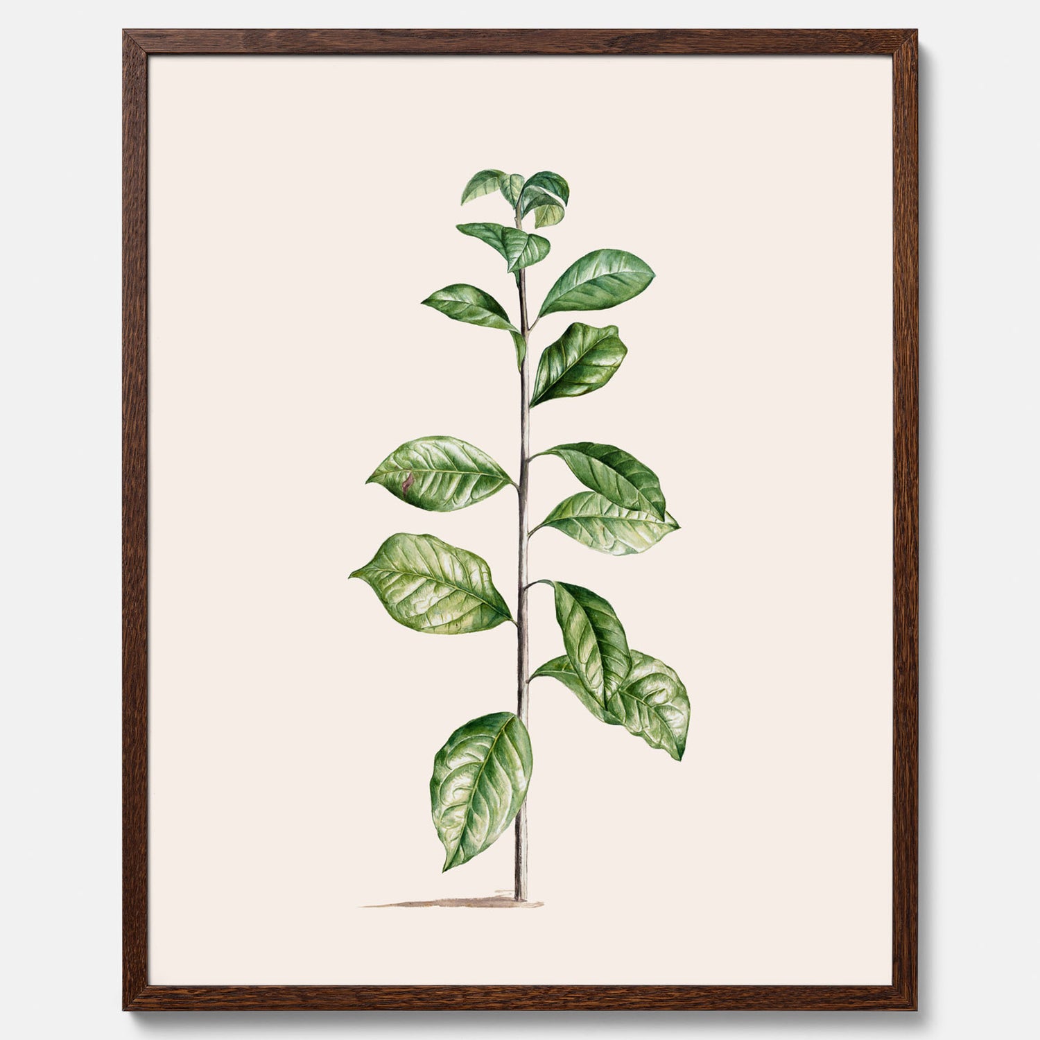 Kökstavla med Arabisk kaffeplanta Poster – Vintageaffisch med en botanisk illustration, köksposter, tavla till kök, poster till kök