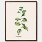 Kökstavla med Arabisk kaffeplanta Poster – Vintageaffisch med en botanisk illustration, köksposter, tavla till kök, poster till kök
