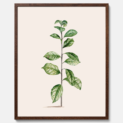 Kökstavla med Arabisk kaffeplanta Poster – Vintageaffisch med en botanisk illustration, köksposter, tavla till kök, poster till kök