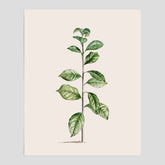 Kökstavla med Arabisk kaffeplanta Poster – Vintageaffisch med en botanisk illustration, köksposter, tavla till kök, poster till kök