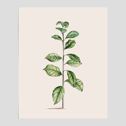 Kökstavla med Arabisk kaffeplanta Poster – Vintageaffisch med en botanisk illustration, köksposter, tavla till kök, poster till kök