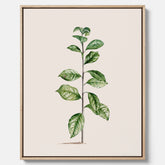 Kökstavla på canvas med Arabisk kaffeplanta Poster – Vintageaffisch med en botanisk illustration, köksposter, tavla till kök, poster till kök
