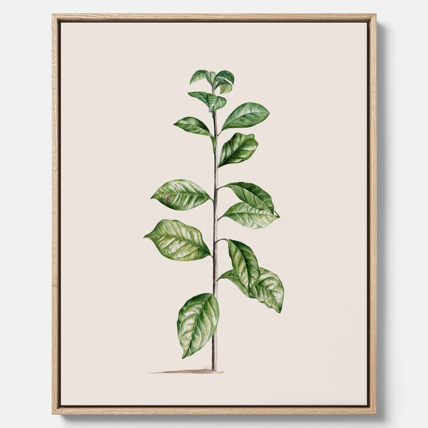 Kökstavla på canvas med Arabisk kaffeplanta Poster – Vintageaffisch med en botanisk illustration, köksposter, tavla till kök, poster till kök