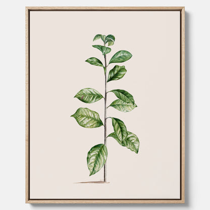 Kökstavla på canvas med Arabisk kaffeplanta Poster – Vintageaffisch med en botanisk illustration, köksposter, tavla till kök, poster till kök