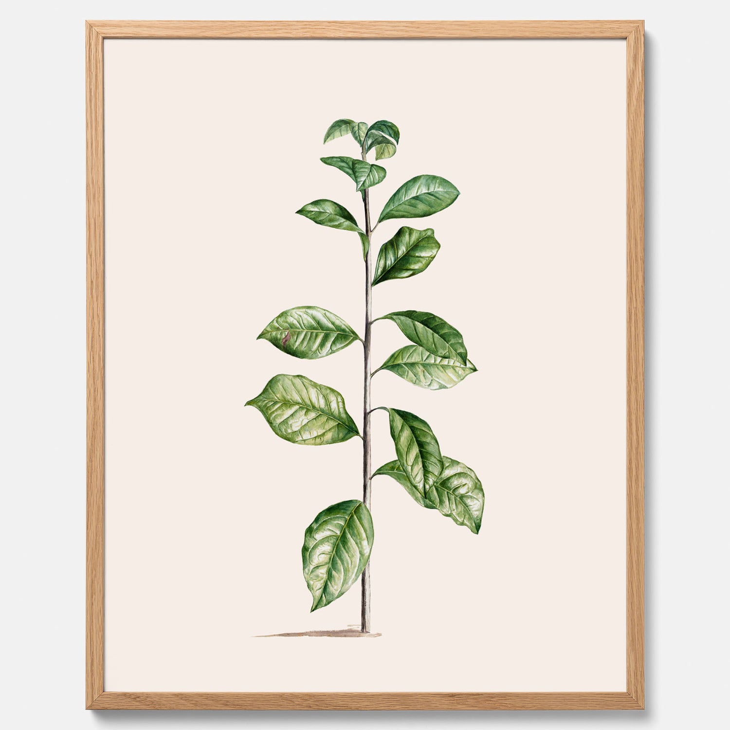 Kökstavla med Arabisk kaffeplanta Poster – Vintageaffisch med en botanisk illustration, köksposter, tavla till kök, poster till kök