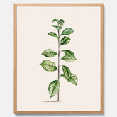 Kökstavla med Arabisk kaffeplanta Poster – Vintageaffisch med en botanisk illustration, köksposter, tavla till kök, poster till kök