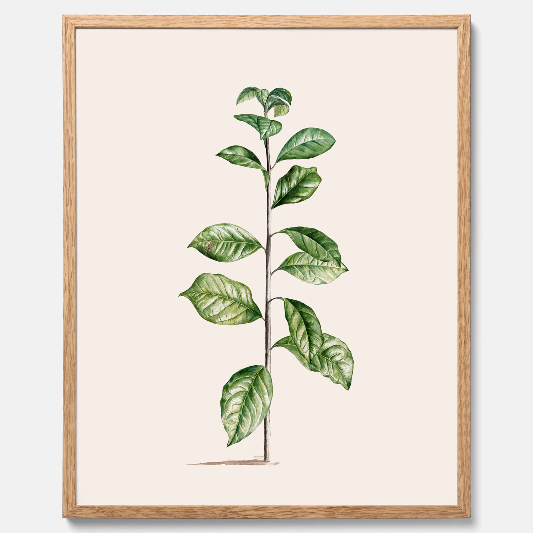 Kökstavla med Arabisk kaffeplanta Poster – Vintageaffisch med en botanisk illustration, köksposter, tavla till kök, poster till kök