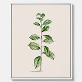 Kökstavla på canvas med Arabisk kaffeplanta Poster – Vintageaffisch med en botanisk illustration, köksposter, tavla till kök, poster till kök