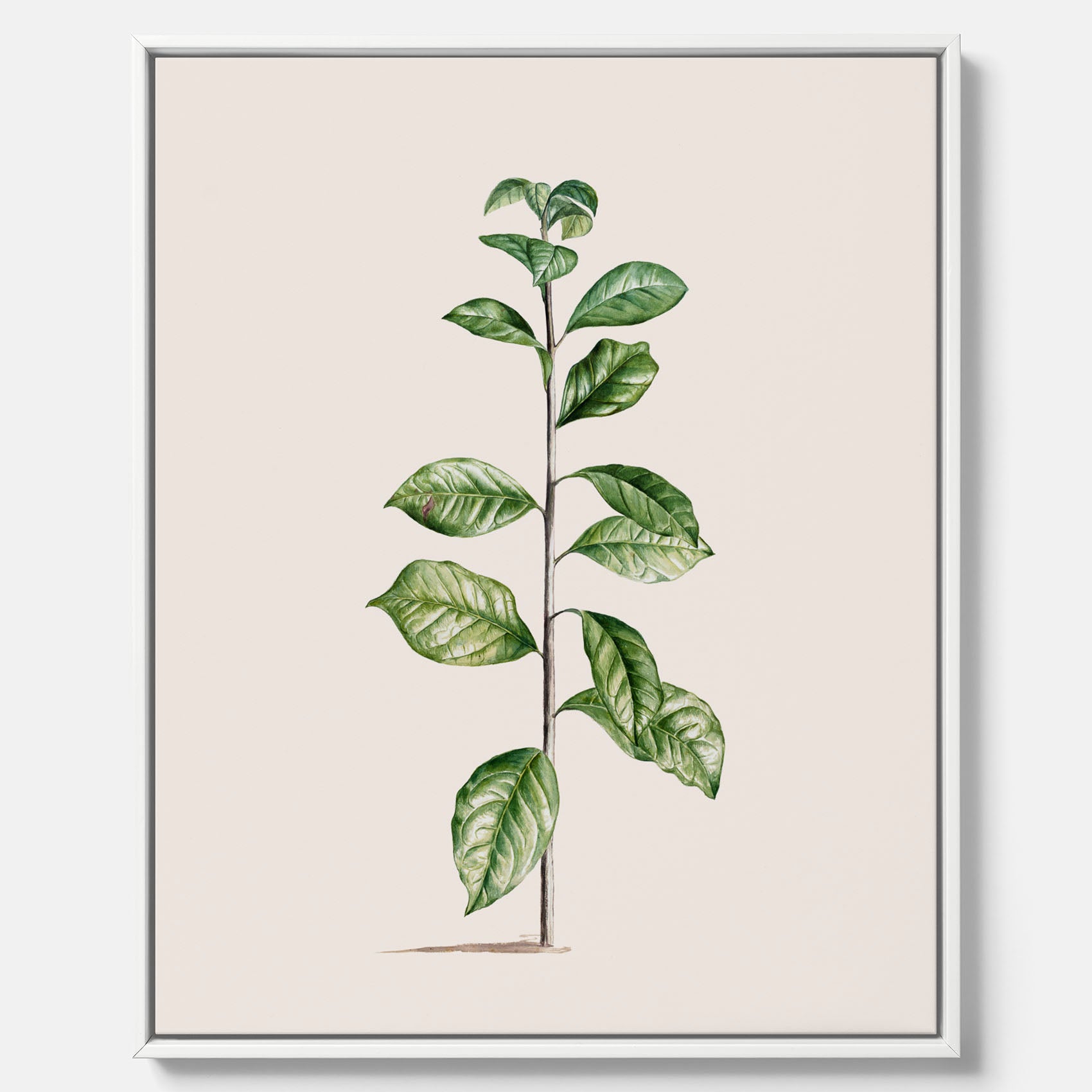 Kökstavla på canvas med Arabisk kaffeplanta Poster – Vintageaffisch med en botanisk illustration, köksposter, tavla till kök, poster till kök