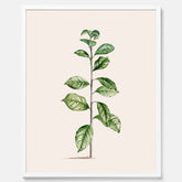 Kökstavla med Arabisk kaffeplanta Poster – Vintageaffisch med en botanisk illustration, köksposter, tavla till kök, poster till kök