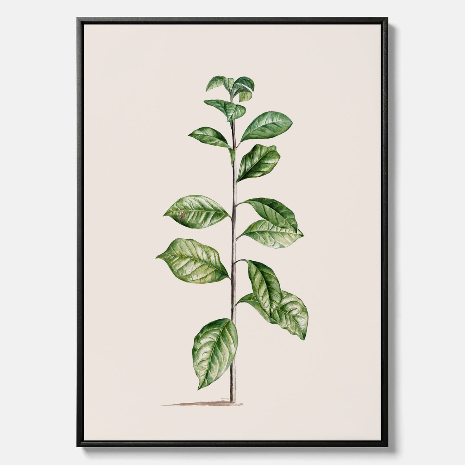 Kökstavla på canvas med Arabisk kaffeplanta Poster – Vintageaffisch med en botanisk illustration, köksposter, tavla till kök, poster till kök
