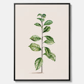 Kökstavla på canvas med Arabisk kaffeplanta Poster – Vintageaffisch med en botanisk illustration, köksposter, tavla till kök, poster till kök