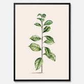 Kökstavla med Arabisk kaffeplanta Poster – Vintageaffisch med en botanisk illustration, köksposter, tavla till kök, poster till kök