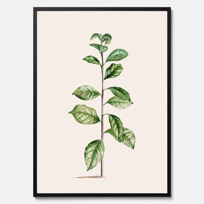 Kökstavla med Arabisk kaffeplanta Poster – Vintageaffisch med en botanisk illustration, köksposter, tavla till kök, poster till kök
