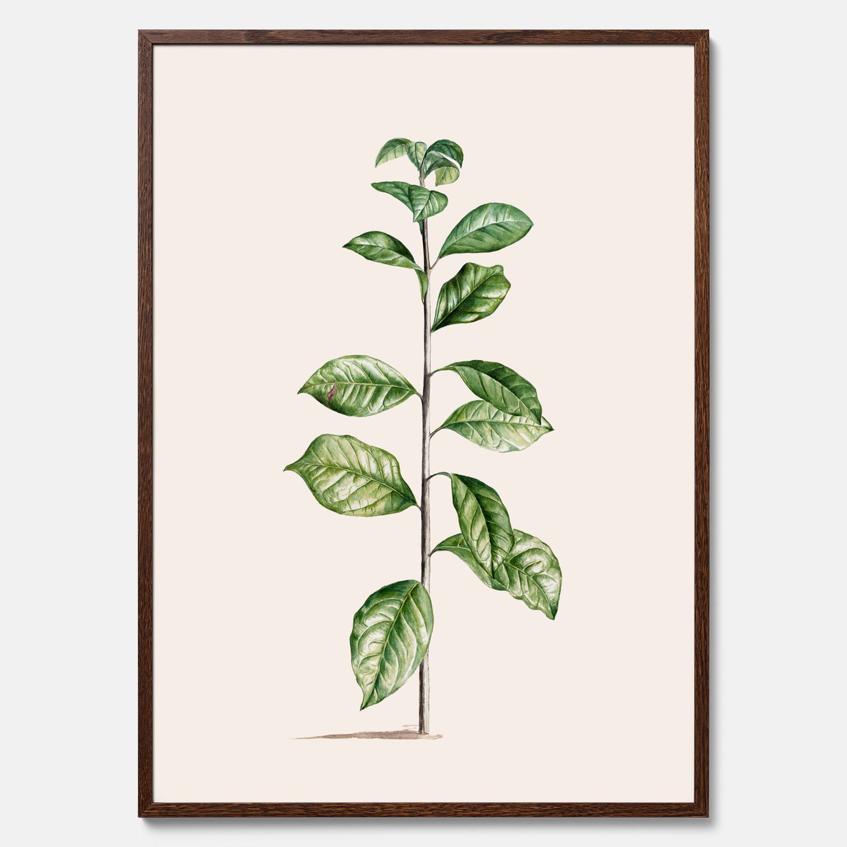 Kökstavla med Arabisk kaffeplanta Poster – Vintageaffisch med en botanisk illustration, köksposter, tavla till kök, poster till kök