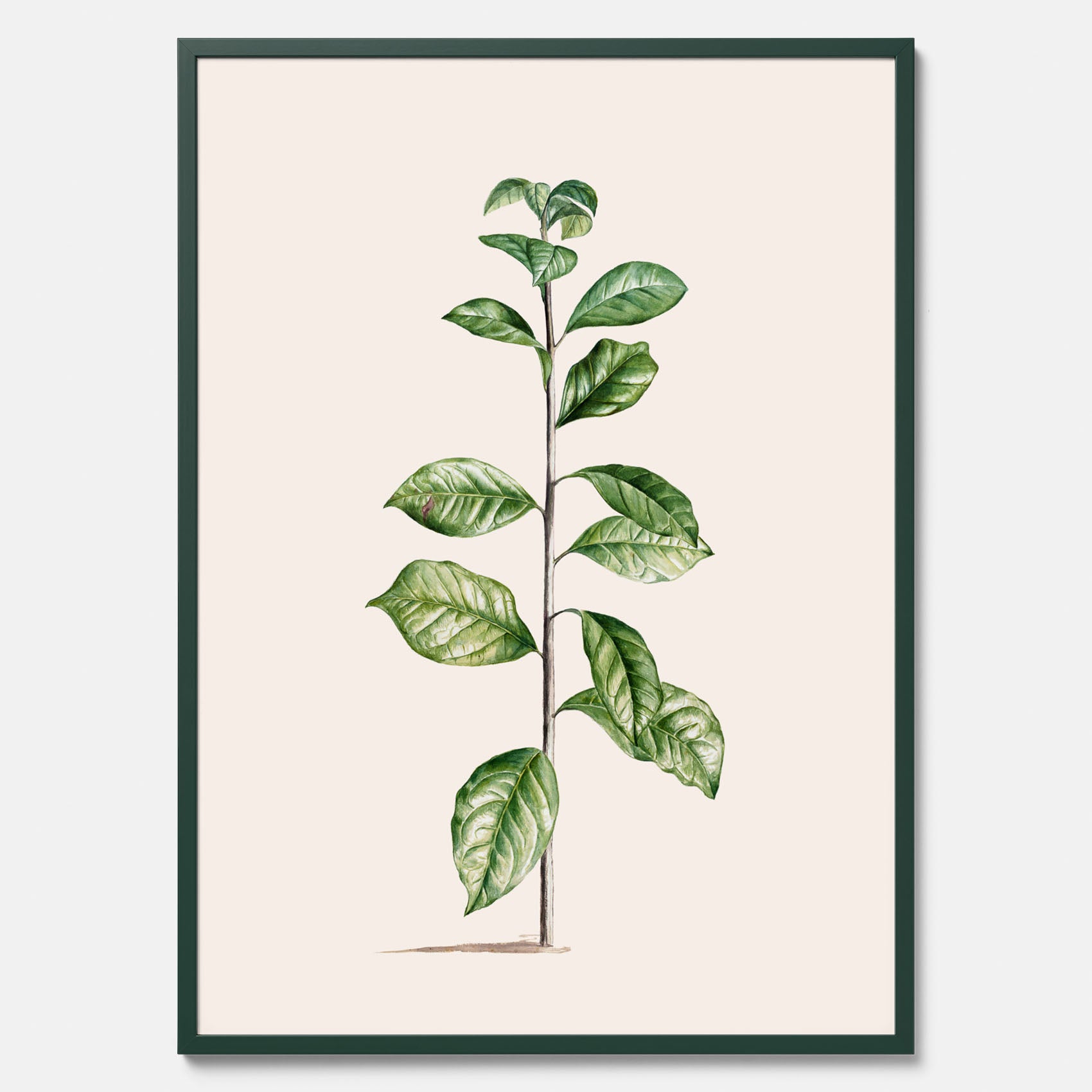 Kökstavla med Arabisk kaffeplanta Poster – Vintageaffisch med en botanisk illustration, köksposter, tavla till kök, poster till kök