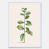 Kökstavla med Arabisk kaffeplanta Poster – Vintageaffisch med en botanisk illustration, köksposter, tavla till kök, poster till kök