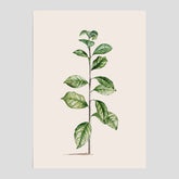 Kökstavla med Arabisk kaffeplanta Poster – Vintageaffisch med en botanisk illustration, köksposter, tavla till kök, poster till kök