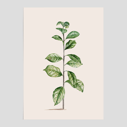 Kökstavla med Arabisk kaffeplanta Poster – Vintageaffisch med en botanisk illustration, köksposter, tavla till kök, poster till kök