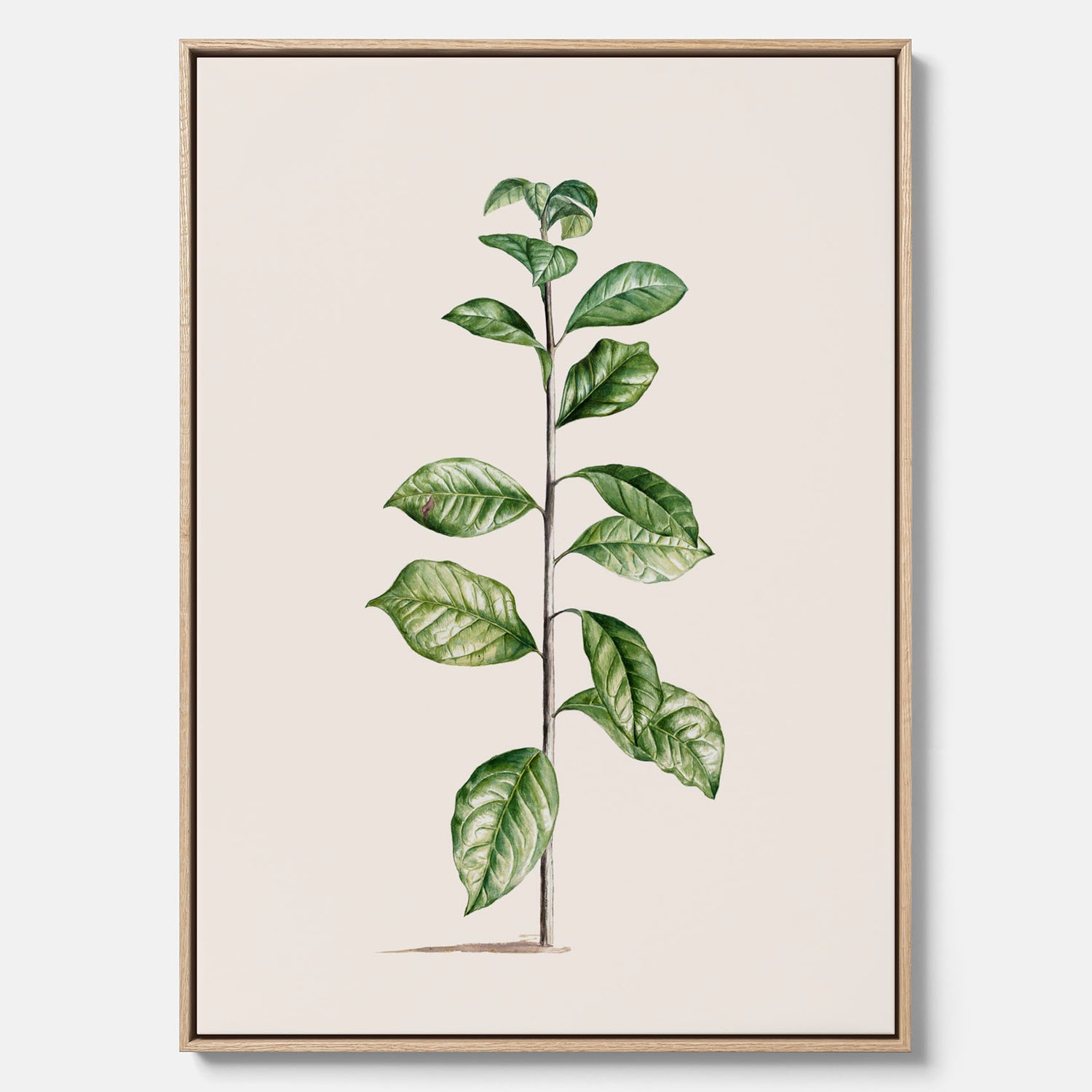 Kökstavla på canvas med Arabisk kaffeplanta Poster – Vintageaffisch med en botanisk illustration, köksposter, tavla till kök, poster till kök