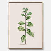 Kökstavla på canvas med Arabisk kaffeplanta Poster – Vintageaffisch med en botanisk illustration, köksposter, tavla till kök, poster till kök