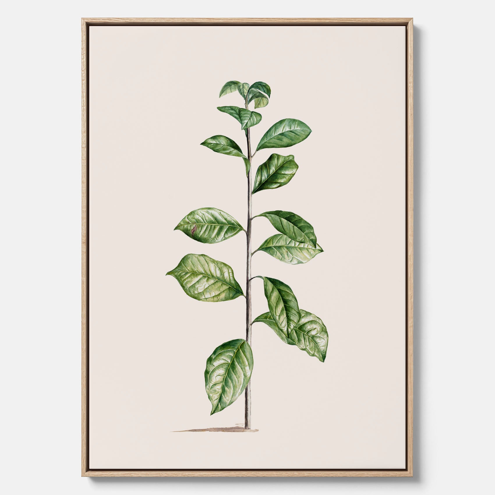 Kökstavla på canvas med Arabisk kaffeplanta Poster – Vintageaffisch med en botanisk illustration, köksposter, tavla till kök, poster till kök