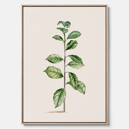 Kökstavla på canvas med Arabisk kaffeplanta Poster – Vintageaffisch med en botanisk illustration, köksposter, tavla till kök, poster till kök