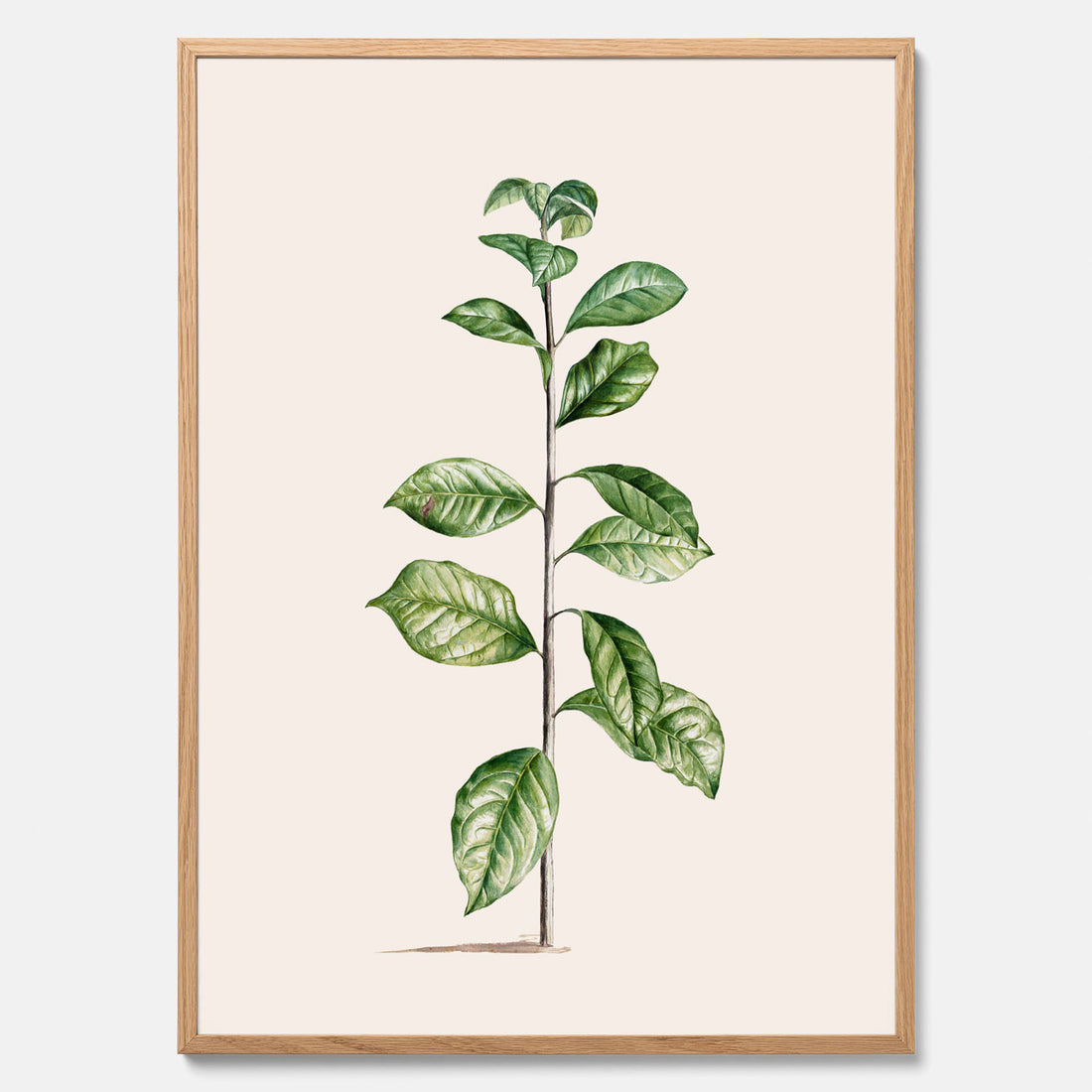 Kökstavla med Arabisk kaffeplanta Poster – Vintageaffisch med en botanisk illustration, köksposter, tavla till kök, poster till kök