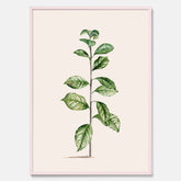 Kökstavla med Arabisk kaffeplanta Poster – Vintageaffisch med en botanisk illustration, köksposter, tavla till kök, poster till kök