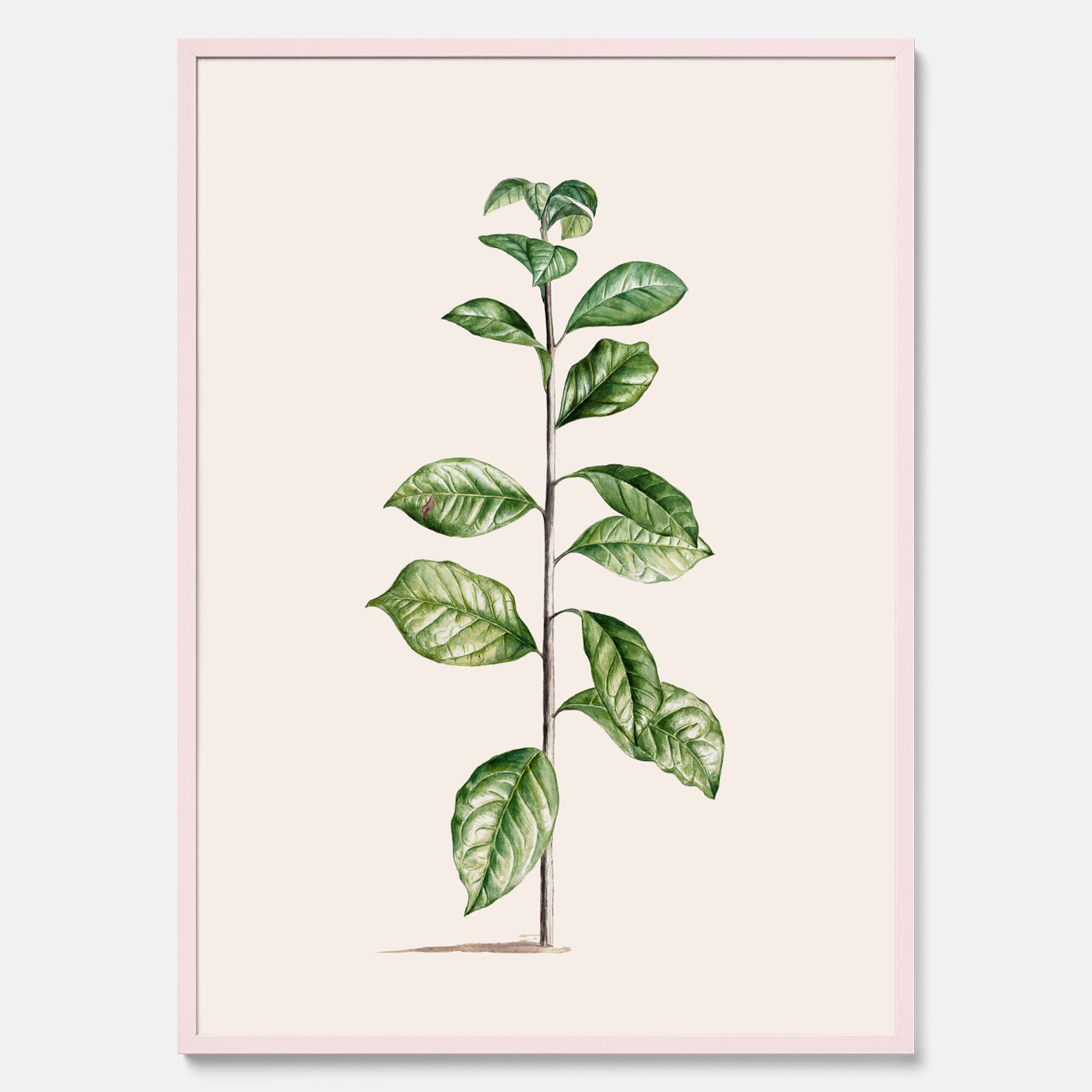 Kökstavla med Arabisk kaffeplanta Poster – Vintageaffisch med en botanisk illustration, köksposter, tavla till kök, poster till kök