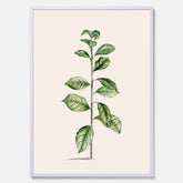 Kökstavla med Arabisk kaffeplanta Poster – Vintageaffisch med en botanisk illustration, köksposter, tavla till kök, poster till kök