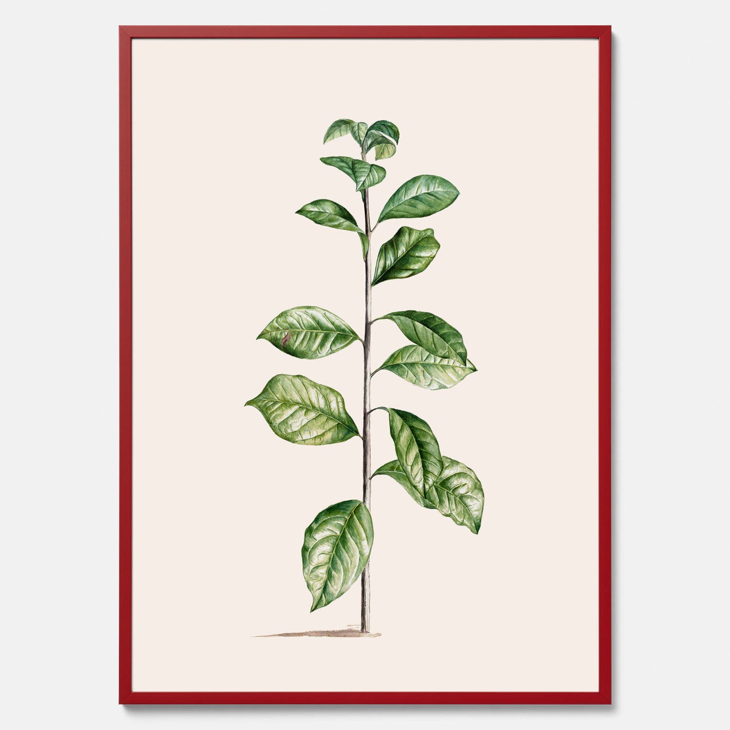 Kökstavla med Arabisk kaffeplanta Poster – Vintageaffisch med en botanisk illustration, köksposter, tavla till kök, poster till kök