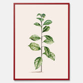 Kökstavla med Arabisk kaffeplanta Poster – Vintageaffisch med en botanisk illustration, köksposter, tavla till kök, poster till kök