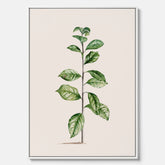 Kökstavla på canvas med Arabisk kaffeplanta Poster – Vintageaffisch med en botanisk illustration, köksposter, tavla till kök, poster till kök