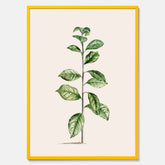 Kökstavla med Arabisk kaffeplanta Poster – Vintageaffisch med en botanisk illustration, köksposter, tavla till kök, poster till kök
