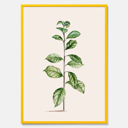 Kökstavla med Arabisk kaffeplanta Poster – Vintageaffisch med en botanisk illustration, köksposter, tavla till kök, poster till kök