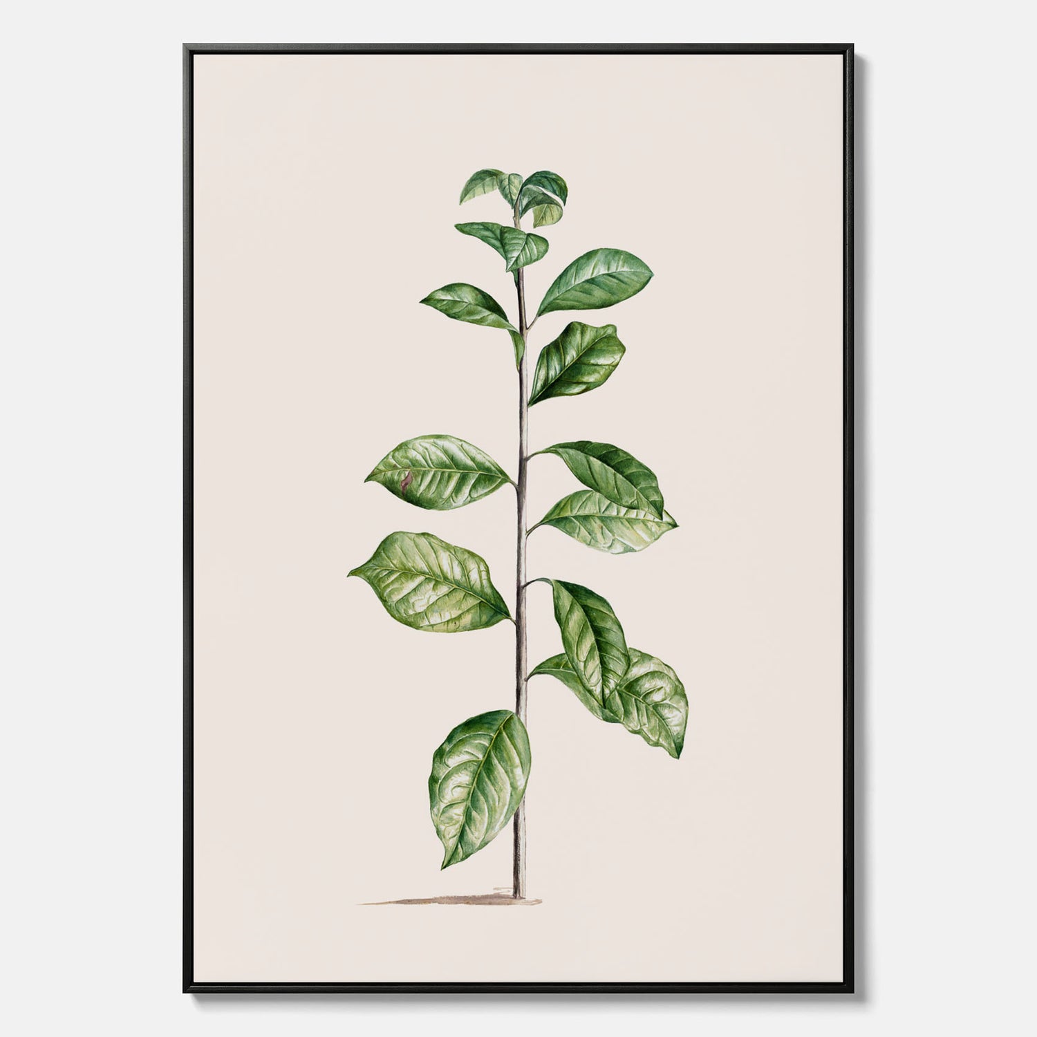 Kökstavla på canvas med Arabisk kaffeplanta Poster – Vintageaffisch med en botanisk illustration, köksposter, tavla till kök, poster till kök