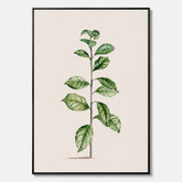 Kökstavla på canvas med Arabisk kaffeplanta Poster – Vintageaffisch med en botanisk illustration, köksposter, tavla till kök, poster till kök