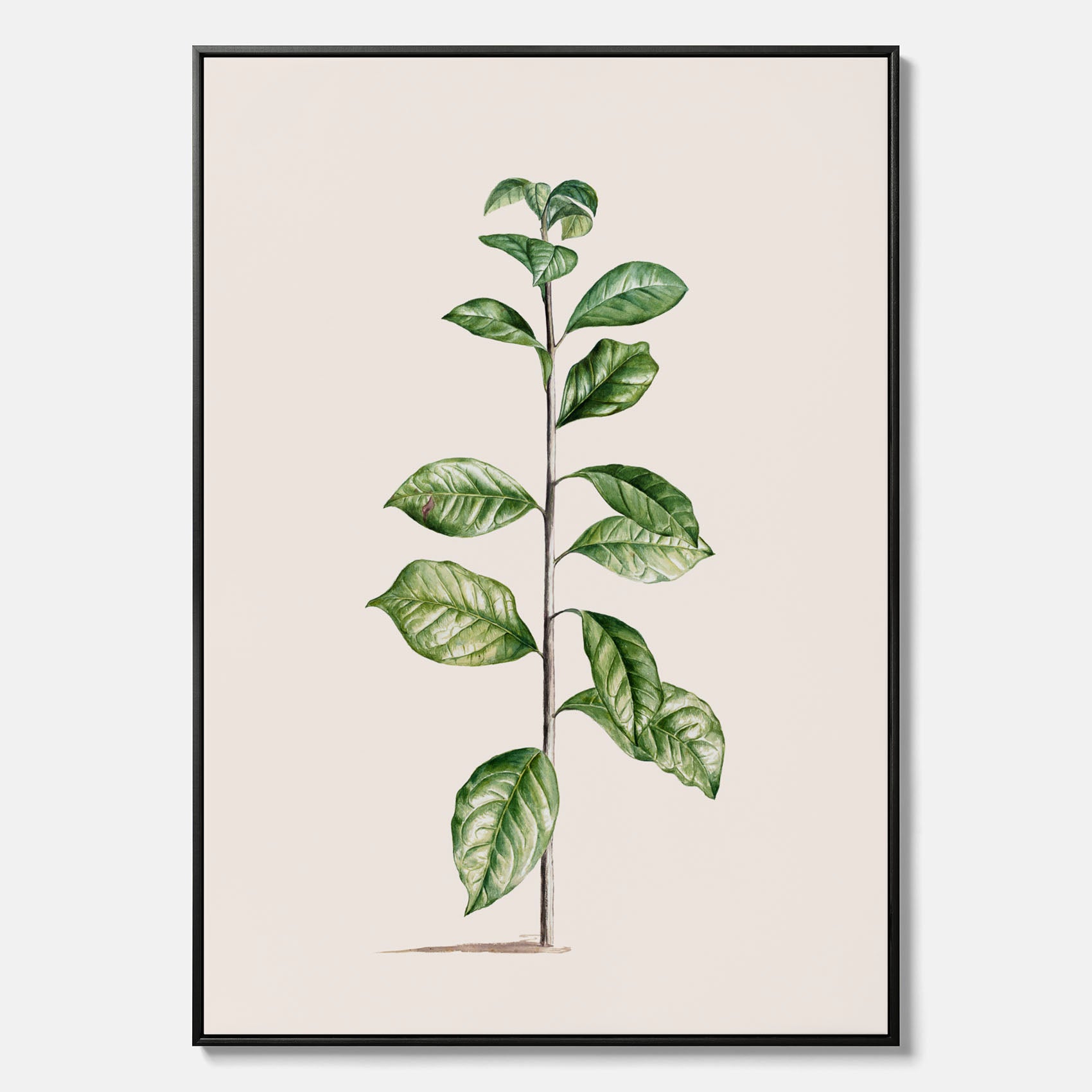 Kökstavla på canvas med Arabisk kaffeplanta Poster – Vintageaffisch med en botanisk illustration, köksposter, tavla till kök, poster till kök