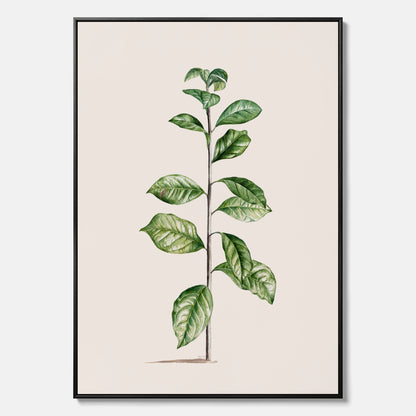 Kökstavla på canvas med Arabisk kaffeplanta Poster – Vintageaffisch med en botanisk illustration, köksposter, tavla till kök, poster till kök