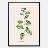 Kökstavla med Arabisk kaffeplanta Poster – Vintageaffisch med en botanisk illustration, köksposter, tavla till kök, poster till kök