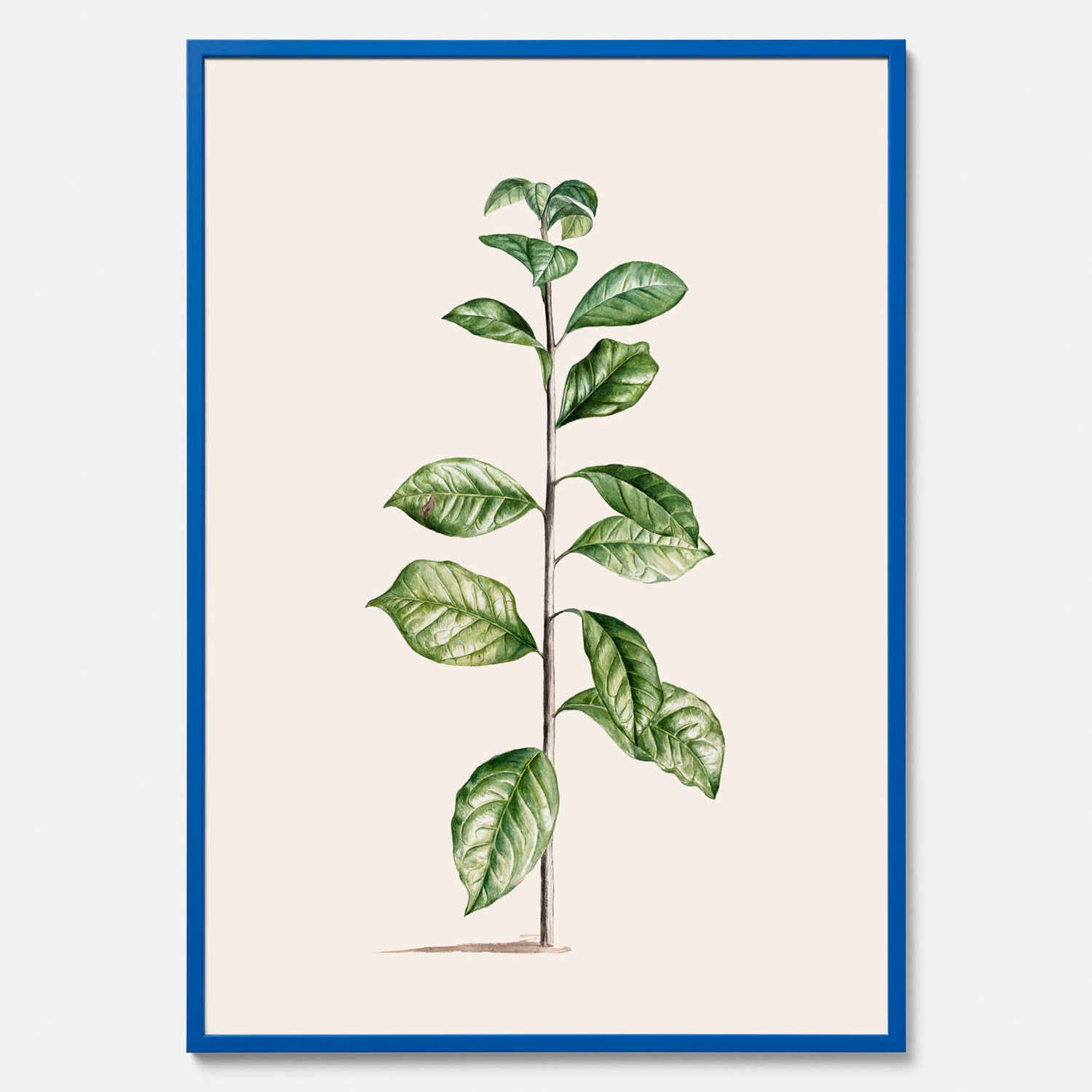 Kökstavla med Arabisk kaffeplanta Poster – Vintageaffisch med en botanisk illustration, köksposter, tavla till kök, poster till kök