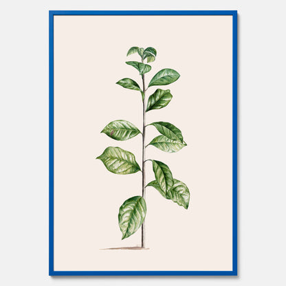 Kökstavla med Arabisk kaffeplanta Poster – Vintageaffisch med en botanisk illustration, köksposter, tavla till kök, poster till kök