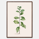 Kökstavla med Arabisk kaffeplanta Poster – Vintageaffisch med en botanisk illustration, köksposter, tavla till kök, poster till kök