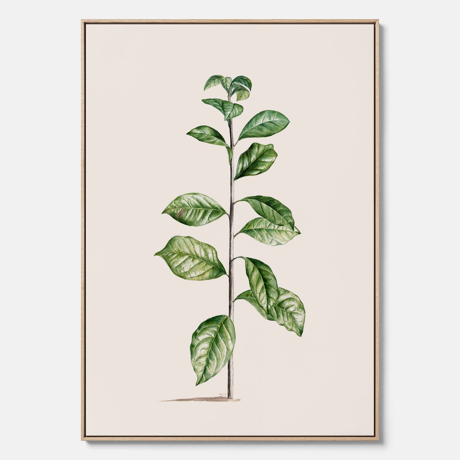 Kökstavla på canvas med Arabisk kaffeplanta Poster – Vintageaffisch med en botanisk illustration, köksposter, tavla till kök, poster till kök